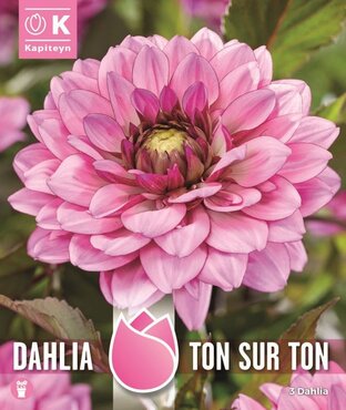 Dahlia Ton-Sur-Ton