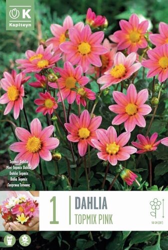 Dahlia Topmix Pink