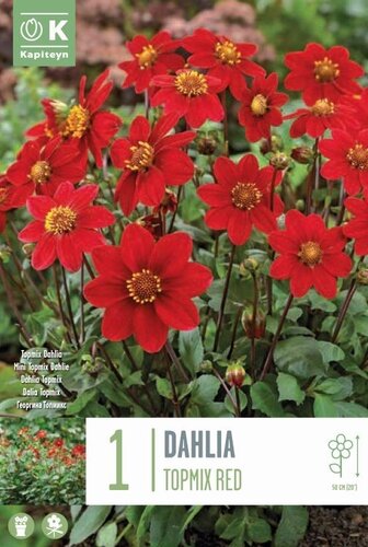 Dahlia Topmix Red