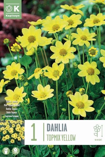 Dahlia Topmix Yellow