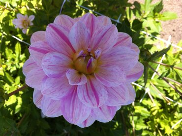 Dahlia Tropical 3 Litre