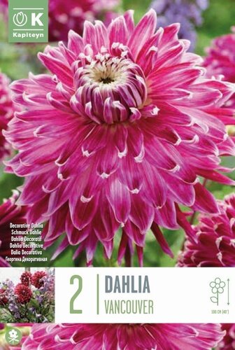 Dahlia Vancouver