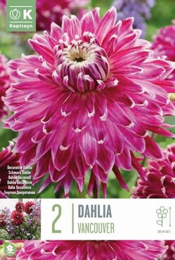 Dahlia Vancouver