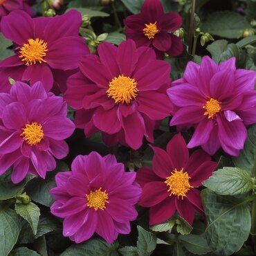 Dahlia Violet Six Pack