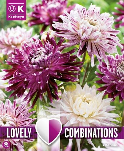 Dahlia Violet & White Shades