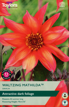 Dahlia Waltzing Mathilda