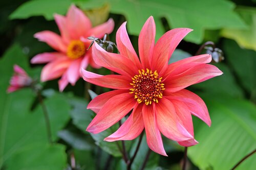 Dahlia Waltzing Mathilda 3 Litre