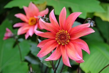 Dahlia Waltzing Mathilda 3 Litre