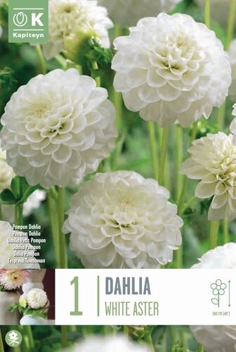 Dahlia White Aster