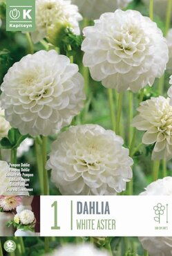 Dahlia White Aster