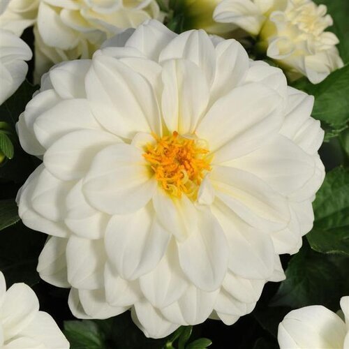 Dahlia White Jumbo Six Pack