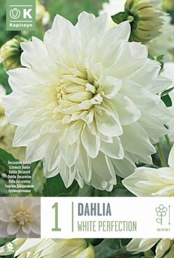 Dahlia White Perfection