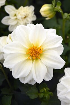 Dahlia White Six Pack