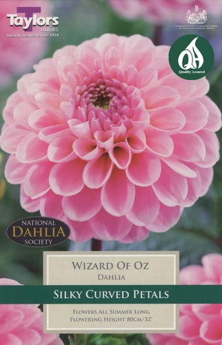 Dahlia Wizard Of Oz