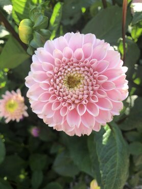 Dahlia Wizard of Oz 3 Litre