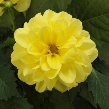 Dahlia Yellow Jumbo Six Pack