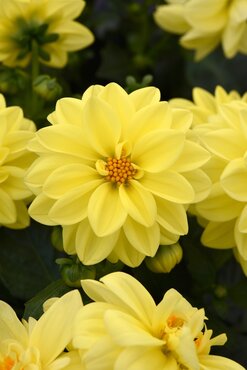 Dahlia Yellow Six Pack