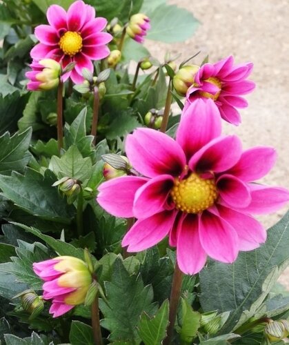 Dahlietta Amazon Pink 1 litre