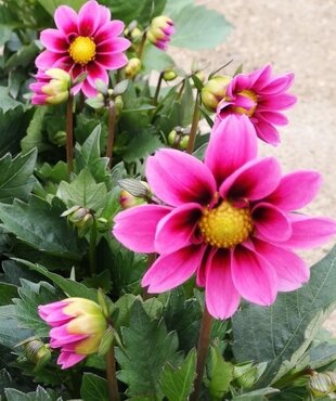 Dahlietta Amazon Pink 1 litre