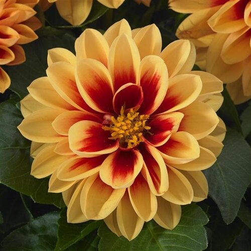 Dahlietta Candy 1 litre