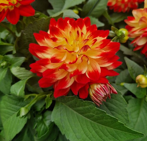 Dahlietta Flame 1 Litre