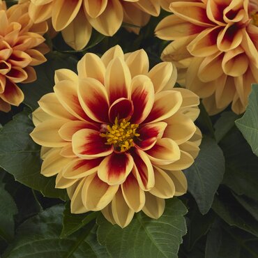 Dahlietta Golden Eye 1 Litre