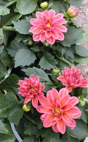 Dahlietta Lily 1 litre