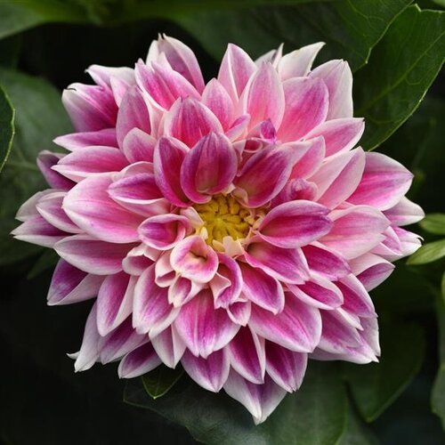 Dahlietta Louise 1 Litre