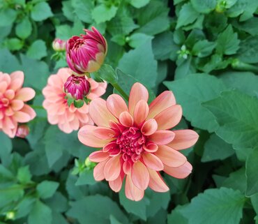 Dahlietta Medio Orange Bi-Colour 1 litre