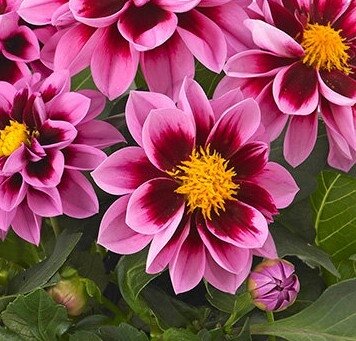 Dahlietta Pink Blush 1 Litre
