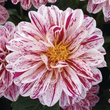Dahlietta Pink White Bicolour 1 Litre