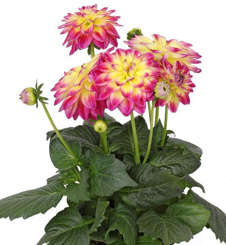 Dahlietta Pomegranate 1 Litre