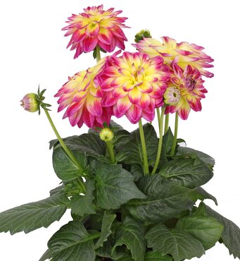 Dahlietta Pomegranate 1 Litre