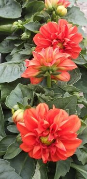 Dahlietta Rachel 1 litre