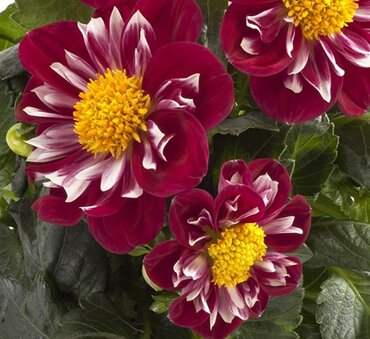 Dahlietta Rose Fun 1 Litre