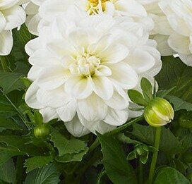 Dahlietta Whitney White 1 Litre