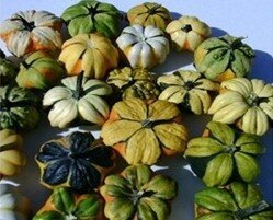 Daisy Gourd
