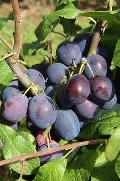 Damson Merryweather St Julian A 12 litre