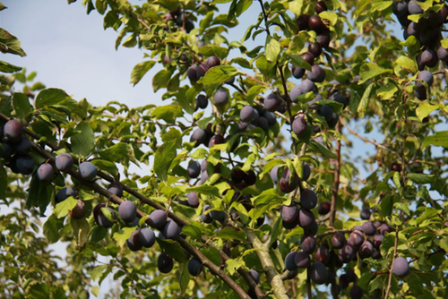 Damson (Prunus) Sweet Prune St Julien A 12 litre