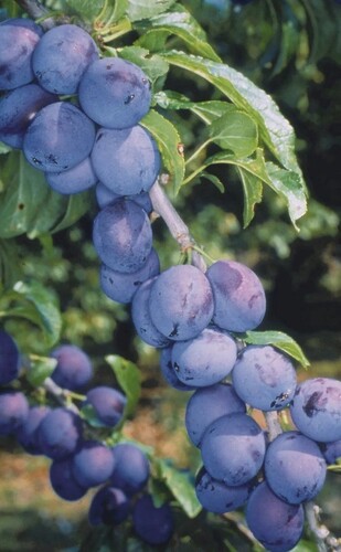 Damson Shropshire Prune St Julien A 12 litre