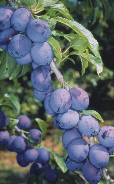 Damson Shropshire Prune St Julien A 12 litre