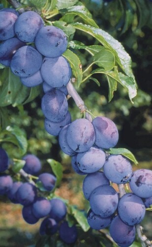 Damson Shropshire Prune St Julien A 12 Litre