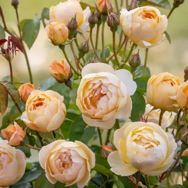 Dannahue Bush Rose 6 Litre