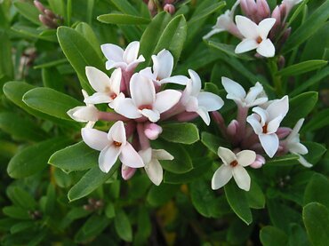 Daphne Eternal Fragrance 3 Litre
