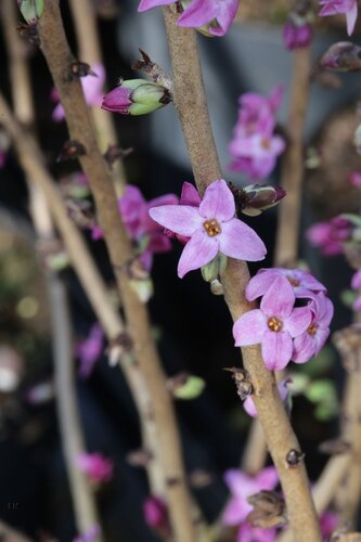 Daphne mezereum Rubra Select 6 litre - image 1