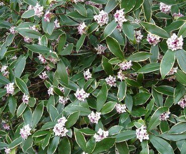 Daphne odora Aureomarginita 4 Litre
