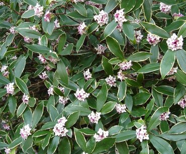 Daphne odora Aureomarginita 4 Litre