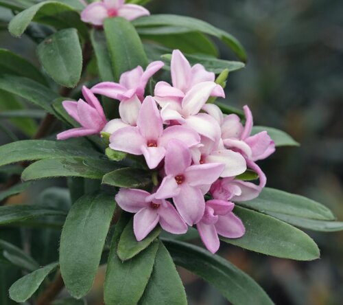 Daphne Pink Fragrance 2 Litre - image 1