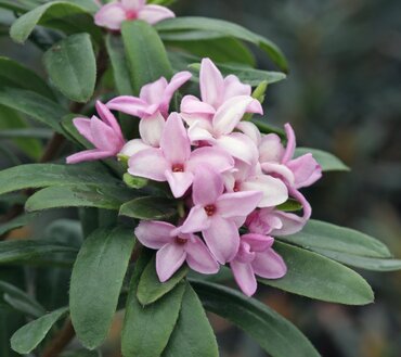 Daphne Pink Fragrance 2 Litre - image 1