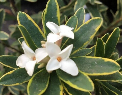 Daphne Summer Ice 2 Litre - image 1